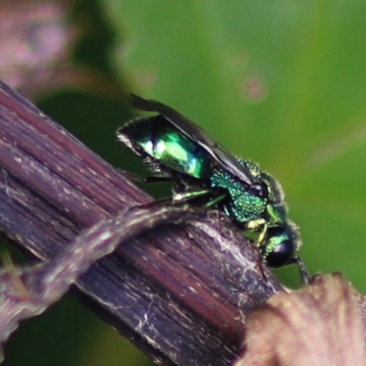 Green Metallic Bee